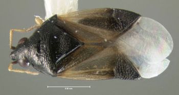 Media type: image;   Entomology 619162 Aspect: habitus dorsal view